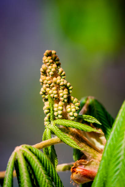 cogollo de flor de castaña de caballo - chestnut close up close to macro fotografías e imágenes de stock