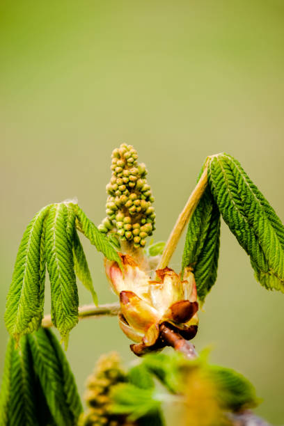 cogollo de flor de castaña de caballo - chestnut close up close to macro fotografías e imágenes de stock