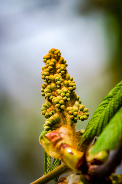 cogollo de flor de castaña de caballo - chestnut close up close to macro fotografías e imágenes de stock