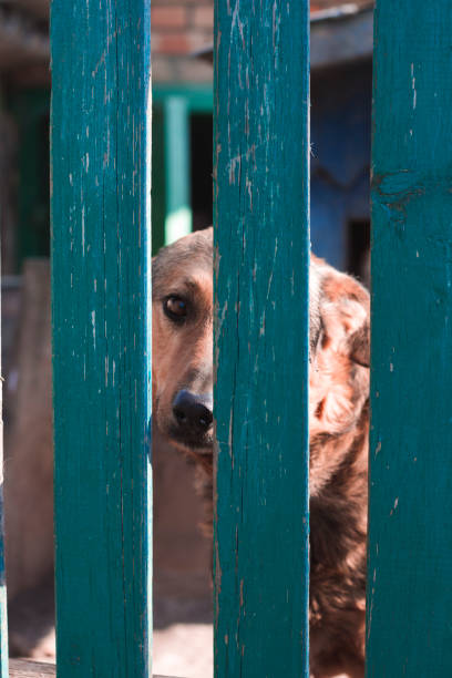 istock Dog peeping from a green fence 1224820183