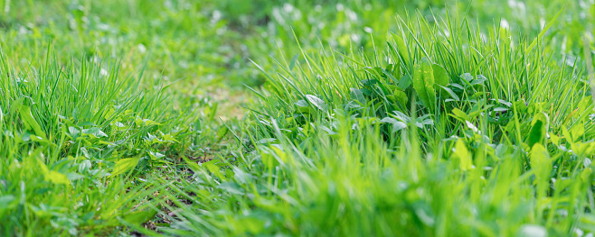 green grass background,blurry backgroundgreen grass background, blurry background