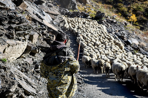 Caucasus, Georgia, Tusheti region, Shenako. A shepherd brings his flock of sheep down from the Tusheti Mountains in winter