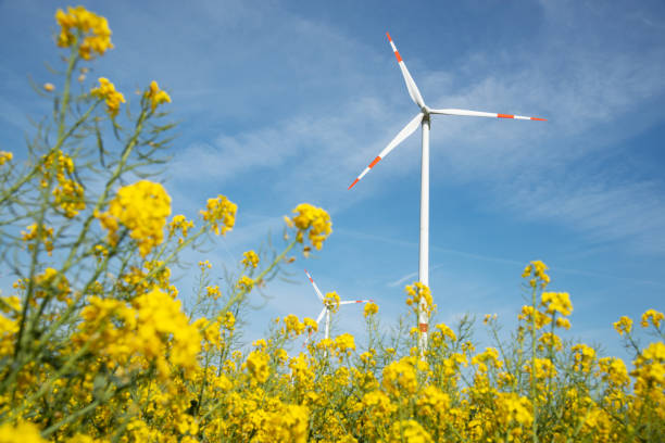 風力タービンと開花カノーラ畑 - climate wind engine wind turbine ストックフォトと画像