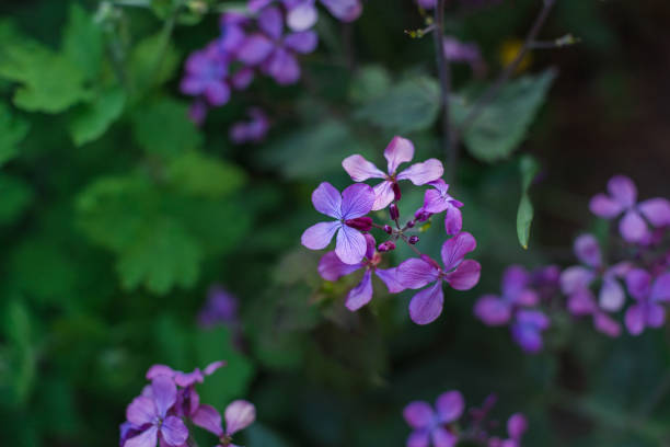 istock purple flowers among fresh greenery 1224820865