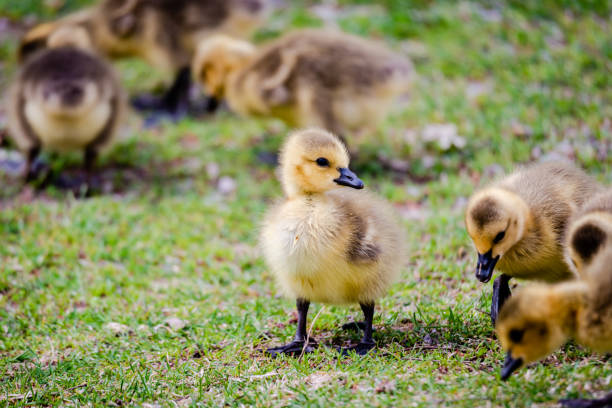 istock Newborn goslings in the springtime 1224821234