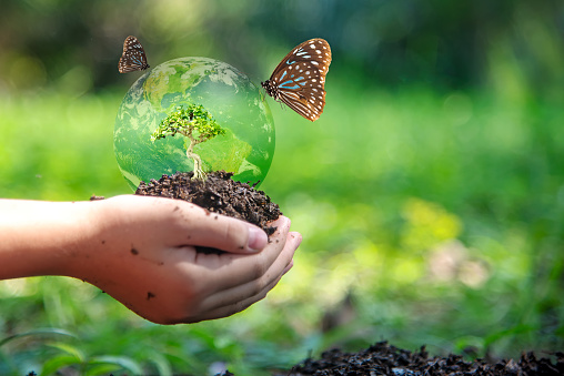 Manos niño sosteniendo árbol con mariposa mantener el ambiente en el suelo trasero en el parque natural de crecimiento de la planta para reducir el calentamiento global, fondo verde de la naturaleza. Concepto de ecología y medio ambiente. photo