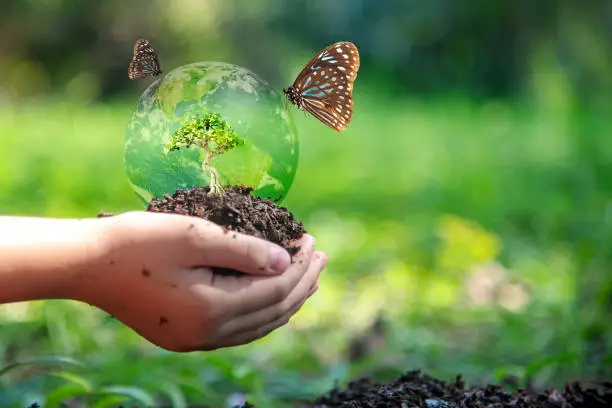 Photo of Hands child holding tree with butterfly keep environment on the back soil in the nature park of growth of plant for reduce global warming, green nature background. Ecology and environment concept.