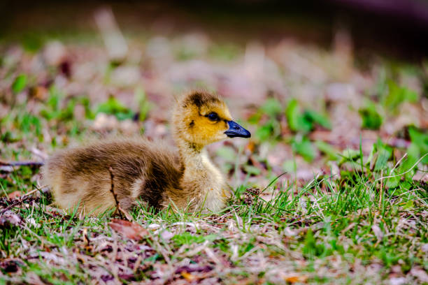 istock Newborn goslings in the springtime 1224821521