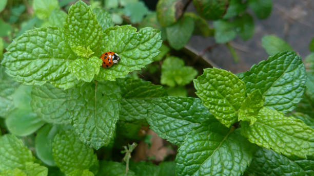 божья коровка на монетном дворе - brazil ladybug insect beetle стоковые фото и изображения