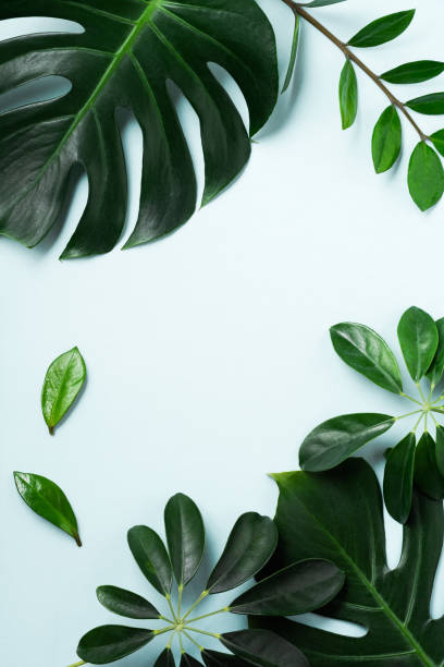istock Tropical palm leaf frame on blue background with copy space. Flat lay. Top view. Summer or spring nature concept. 1224822265
