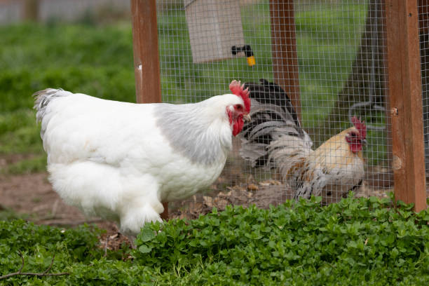istock Roosters meeting threw a fence 1224822281