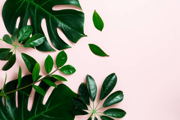 istock Tropical palm leaf frame on pink background with copy space. Flat lay. Top view. Summer or spring nature concept. 1224822342