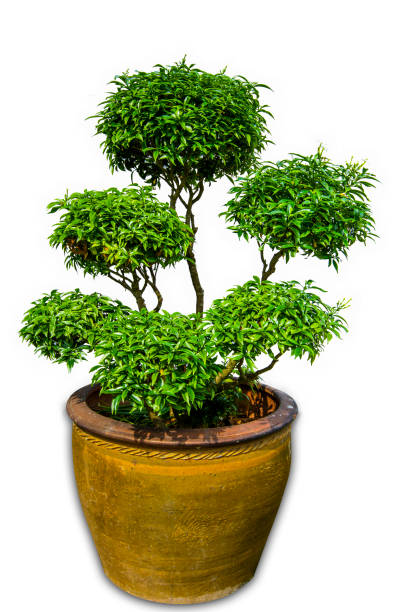 istock Beautiful Banyan Tree or Ficus Microcarpa Bonsai in terracotta  Pot container  isolated on white background 1224822559