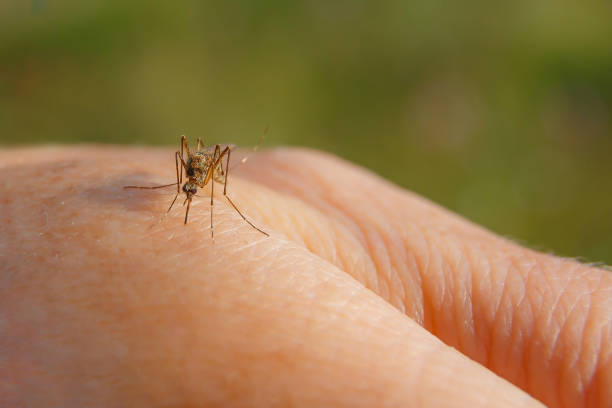 A hand from a mosquito bite. Mosquito drinking blood stock photo