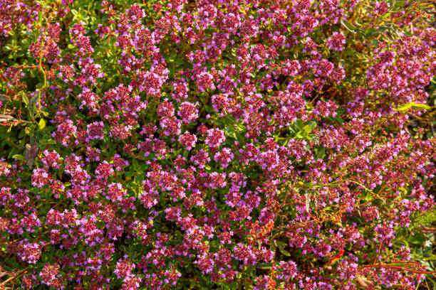 istock Thyme thyme blooming - Thymus serpyllum. Background. Ground cover 1224822760