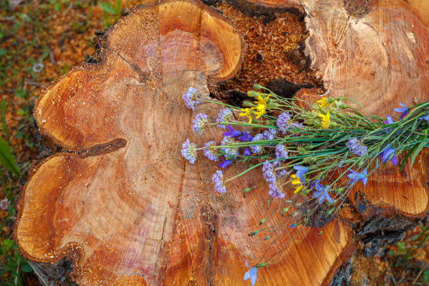 istock felled tree stump - trunk section with annual rings and wild flowers 1224822780