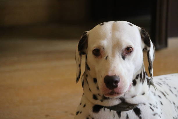 istock Cute Dalmatian dog female 1224822889