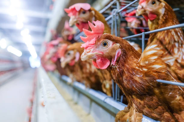 производство яиц и chick производства - укладка кур - industry chicken agriculture poultry стоковые фото и изображения