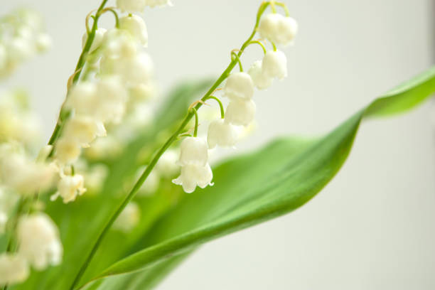 istock Lilies of the valley close-up 1224823813
