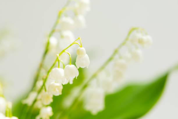 istock Lilies of the valley close-up 1224823818