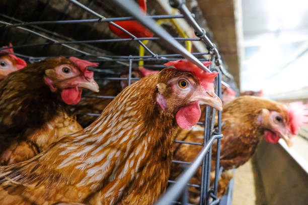 istock Egg Production and Chick Production - Laying hens 1224823825