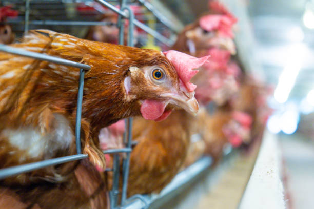 istock Egg Production and Chick Production - Laying hens 1224823884