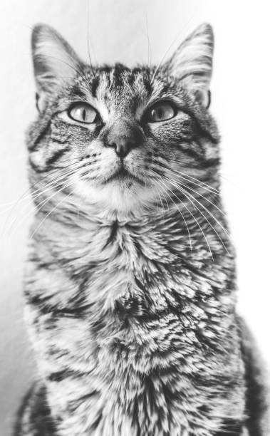 istock Cat european shorthair 1224824072