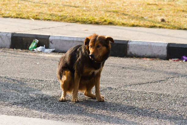 braune nicht-pedigree hund pooping auf dem asphalt straße in der stadt. - non urban scene nature rural scene outdoors stock-fotos und bilder