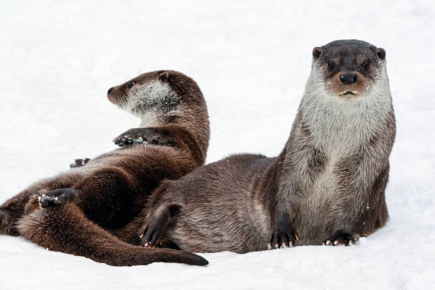 istock Two river European otters play in the snow 1224825802