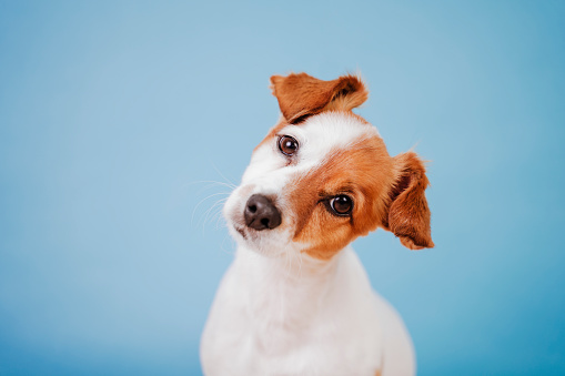 portrait of cute jack russell over blue background. Colorful, spring or summer concept