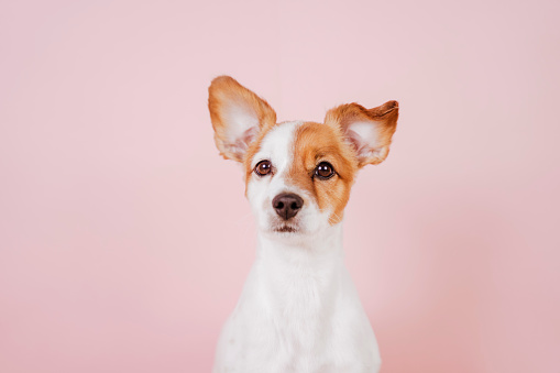 portrait of cute jack russell over pink background. Colorful, spring or summer concept