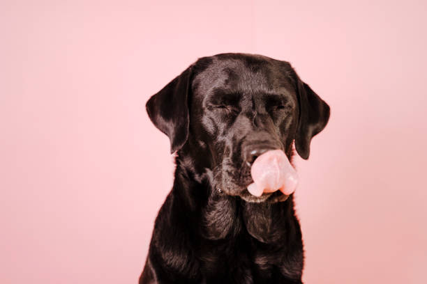 portrait of beautiful black labrador over pink background licking his nose. colorful, spring or summer concept - dog black labrador retriever animal nose imagens e fotografias de stock