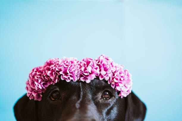 porträtt av vackra svarta labrador hund bär en krona av blommor över blå bakgrund. vår- eller sommarkoncept - blomkrona bildbanksfoton och bilder