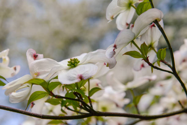 istock White flowers in garden 1224827214
