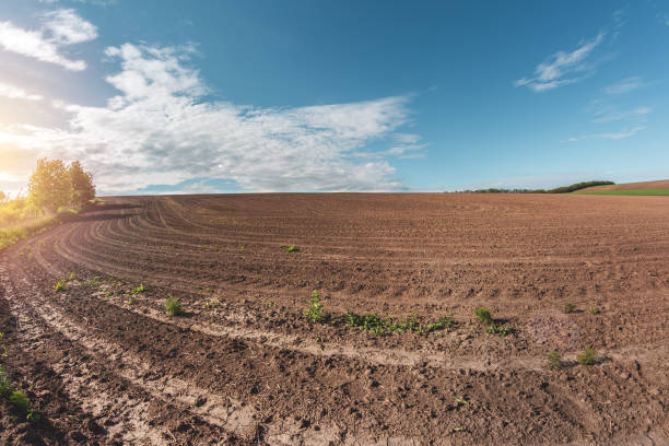 istock fertile agricultural fields for sowing and growing 1224827458