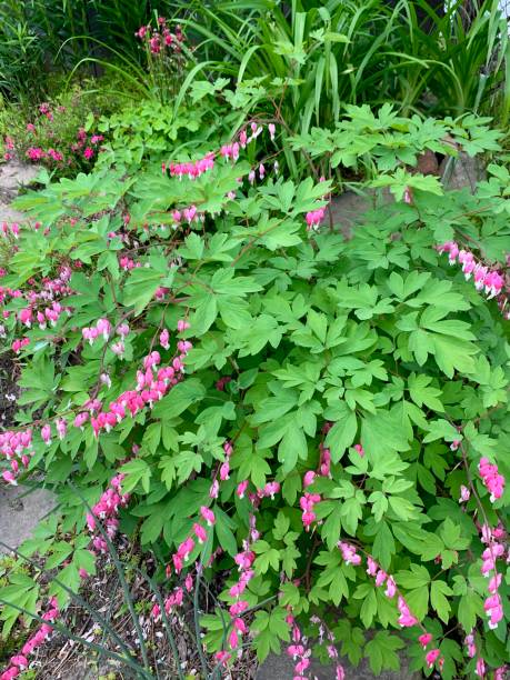 istock Bleeding Heart Flowering Plant 1224828132