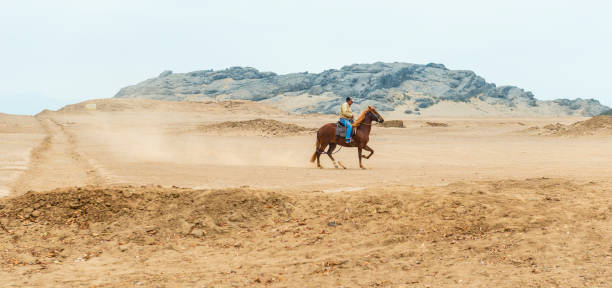 Nomad walks with four camels (dromedary) against dark rainy sky, at Erg Chebbi in Merzouga, Sahara desert of Morocco.