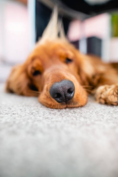 istock The Cutest Dog 1224828623