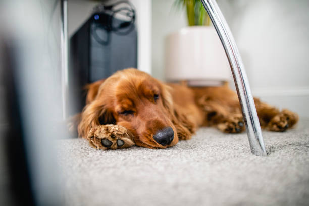 istock Home is Where the Dog is 1224828700