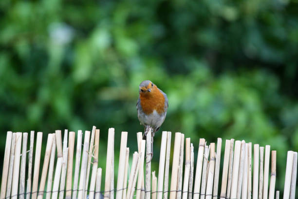 European robin standing on the ground close-up