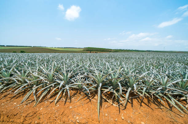 istock Pineapple fruit on the plantation farm 1224829583