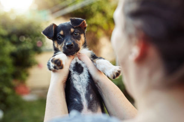istock Dogs make the world a happier place 1224830246