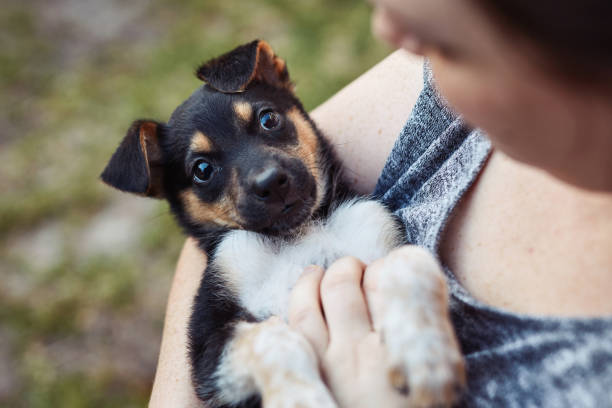 istock I'm not an owner I'm a pet parent 1224830257