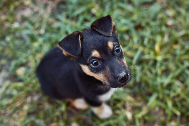 istock Puppy's are miracles with paws 1224830261