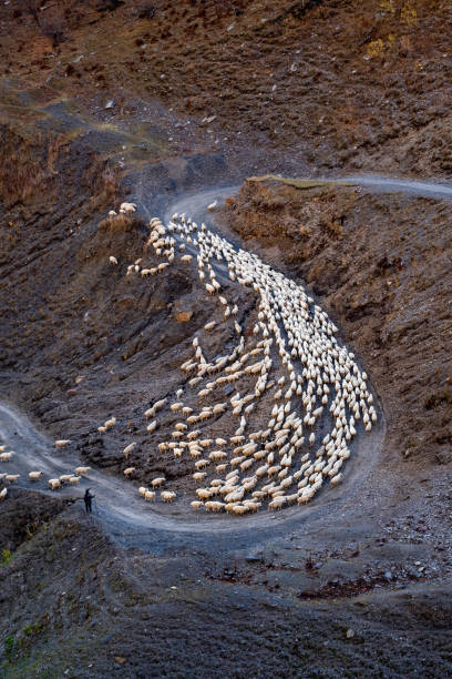 a shepherd brings his flock of sheep down from the tusheti mountains in winter - tusheti imagens e fotografias de stock