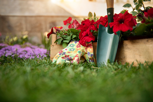 Garden,flowers,day,beauty,color,multi color,green,summer,photo,background,springtime,spring,DIY