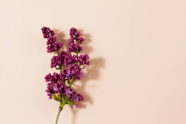 istock flowering branches of lilac on a pastel background with copy space. 1224831368