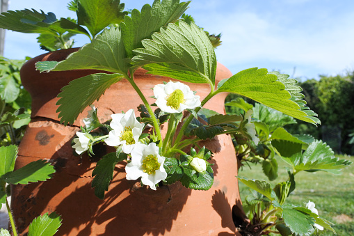 Grow strawberries at home on the balcony in pots. Strawberry bush with berries. Gardening, farming. Harvest strawberries. Leaves, fruits and flowers of a berry.