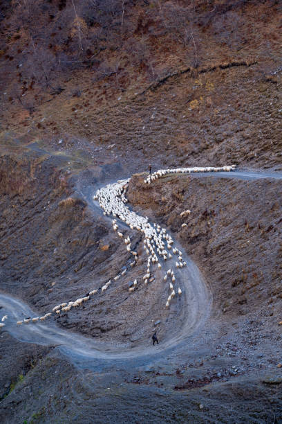 a shepherd brings his flock of sheep down from the tusheti mountains in winter - tusheti imagens e fotografias de stock