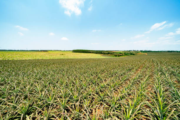 istock Pineapple fruit on the plantation farm 1224832968